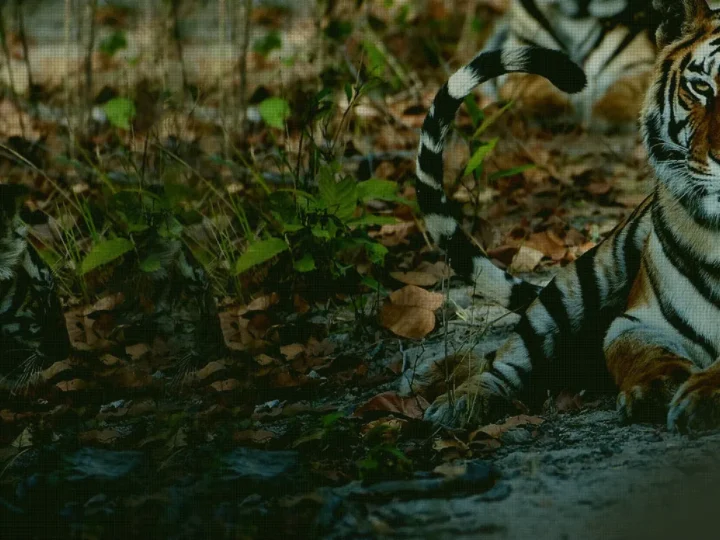 Bandhavgarh National Park: Best Time To Visit Bandhavgarh, Flora & Fauna, Things To See & Do