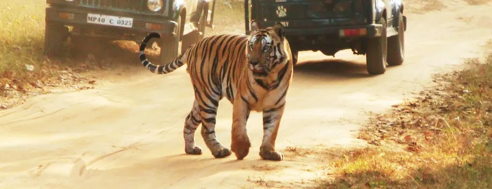 Bandhavgarh Safari Booking-