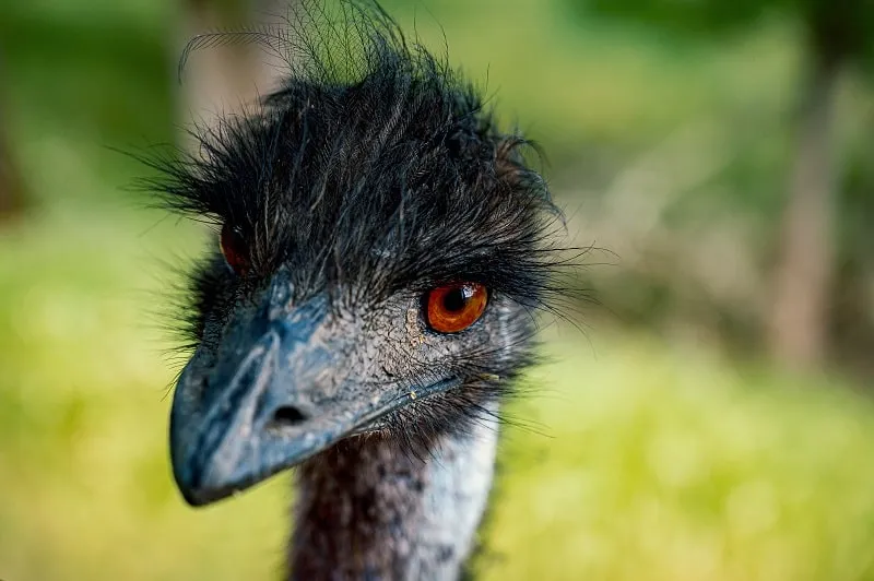 4. Emus: