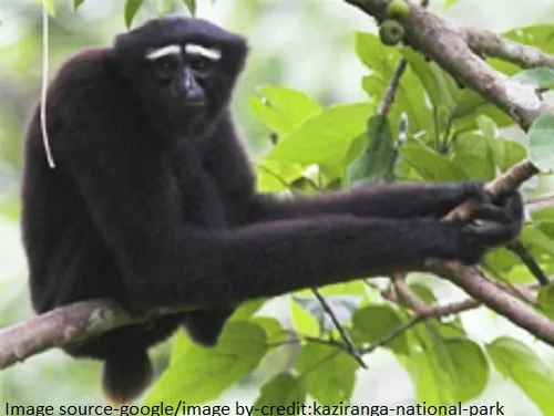 Hoollongapar Gibbon Sanctuary