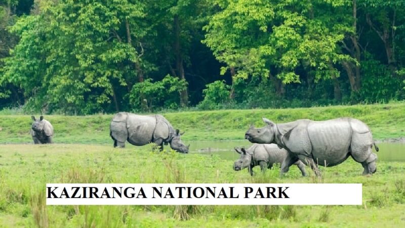 Kaziranga National Park: Travel Guide, Flora & Fauna│Kaziranga National Park is famous for?