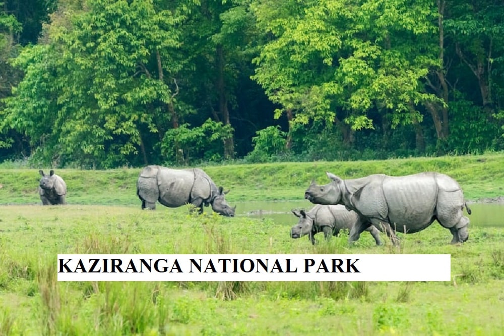 Kaziranga National Park: Travel Guide, Flora & Fauna│Kaziranga National Park is famous for?