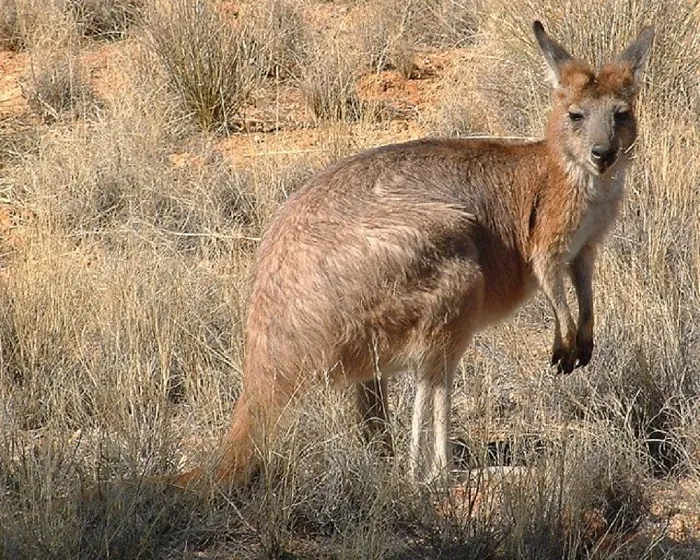 1. Kakadu Wallaroo