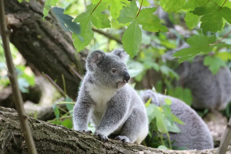 2. Koalas: