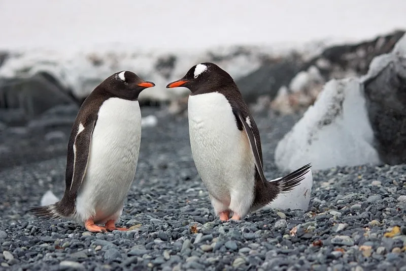 3. Kakadu Penguins: