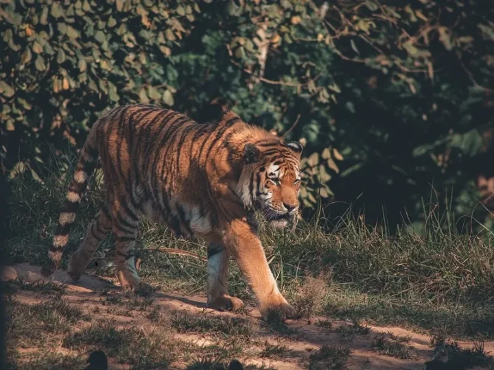 Ranthambore National Park in Rajasthan: Amazing Wildlife, Fun Facts, Park Safari, Ranthambore Tiger Reserve