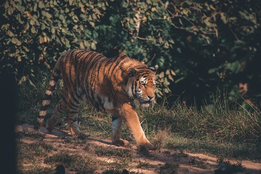 Ranthambore National Park in Rajasthan: Amazing Wildlife, Fun Facts, Park Safari, Ranthambore Tiger Reserve