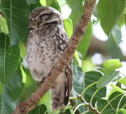 FLORA AND FAUNA WEALTH OF BANDHAVGARH NATIONAL PARK