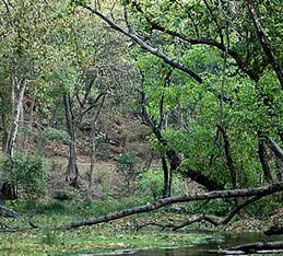 FLORA AND FAUNA WEALTH OF BANDHAVGARH NATIONAL PARK