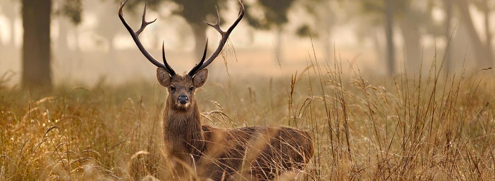 Kanha National Park: How to Reach – Flora and Fauna