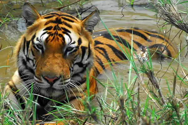 kanha-national-park_