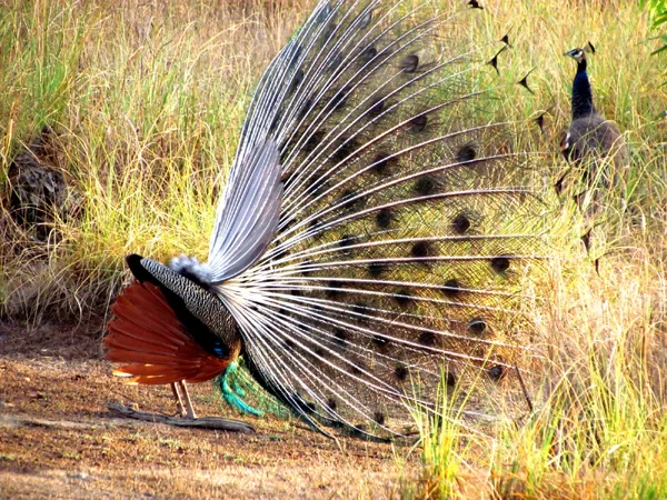 kanha-national-park_