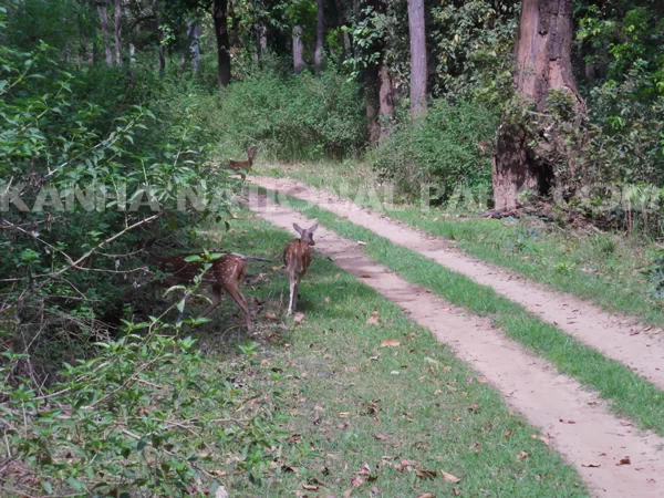 kanha-national-park_