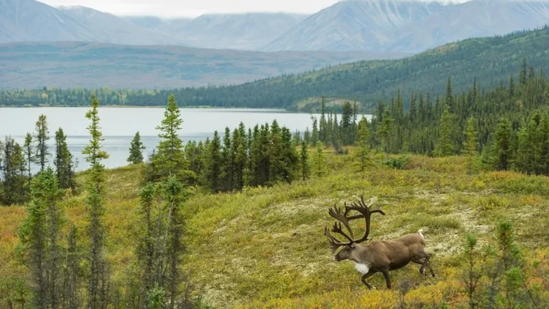 Denali National Park and Preserve:USA