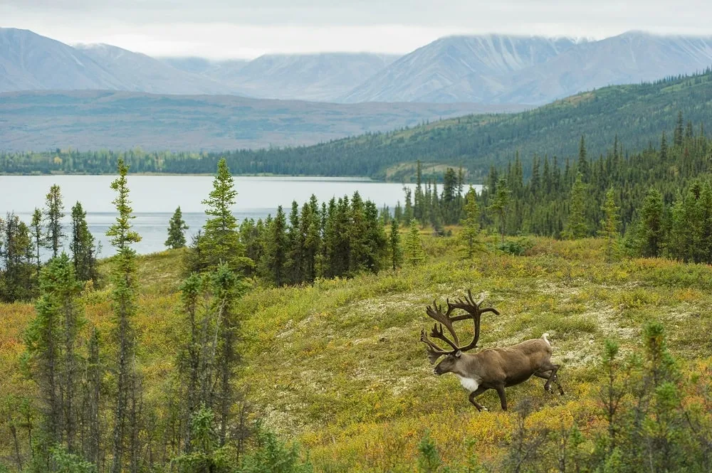 Denali National Park and Preserve:USA