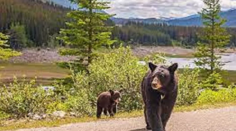 Jasper National Park