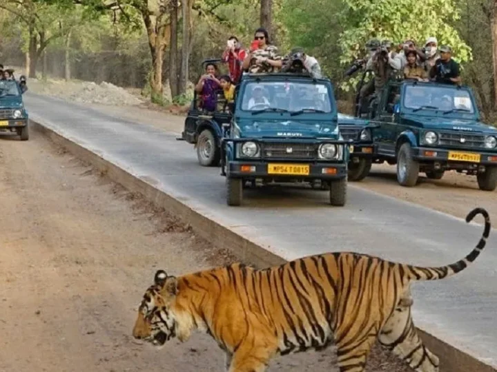 Bandhavgarh Jungle Safari Cost, Timing, Zones, Booking – जानिए बांधवगढ़ जंगल सफारी के बारे में