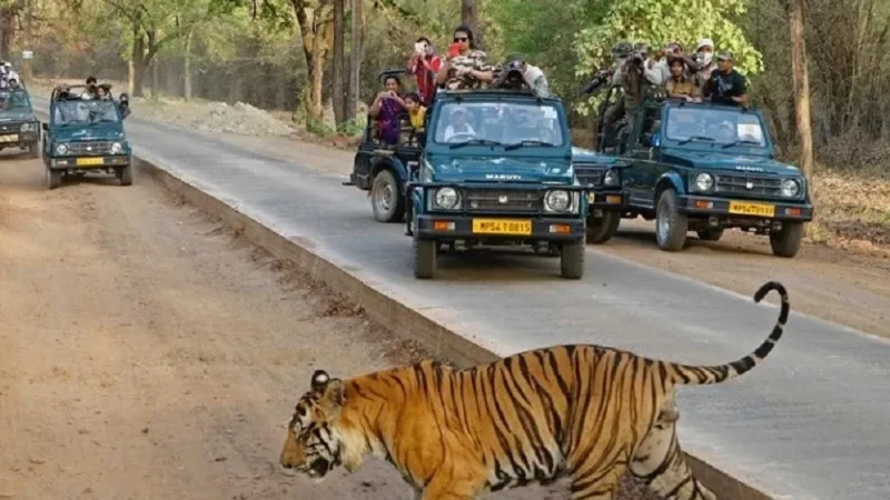 Bandhavgarh Jungle Safari Cost, Timing, Zones, Booking – जानिए बांधवगढ़ जंगल सफारी के बारे में