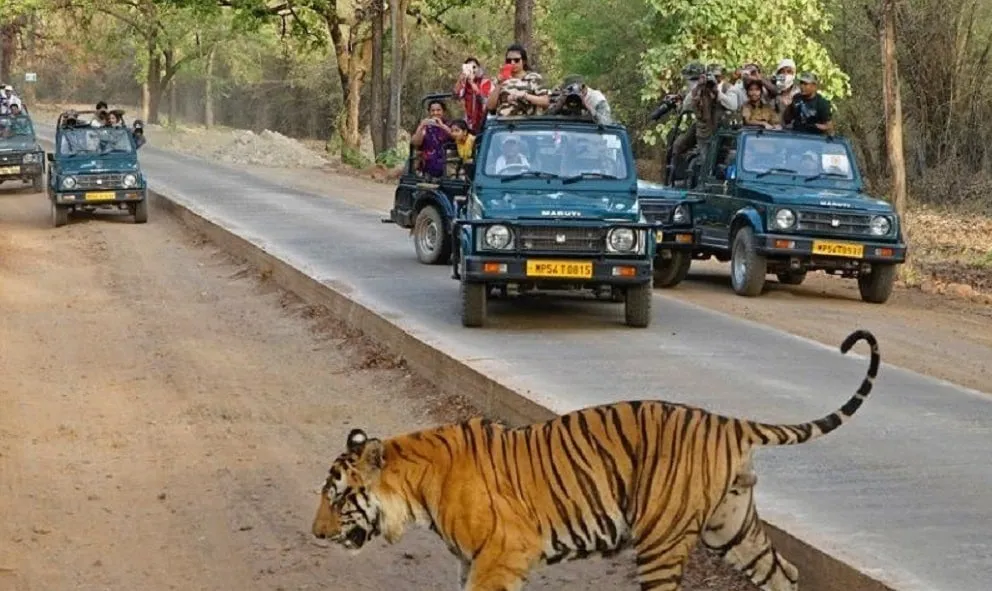 Bandhavgarh Jungle Safari Cost, Timing, Zones, Booking – जानिए बांधवगढ़ जंगल सफारी के बारे में