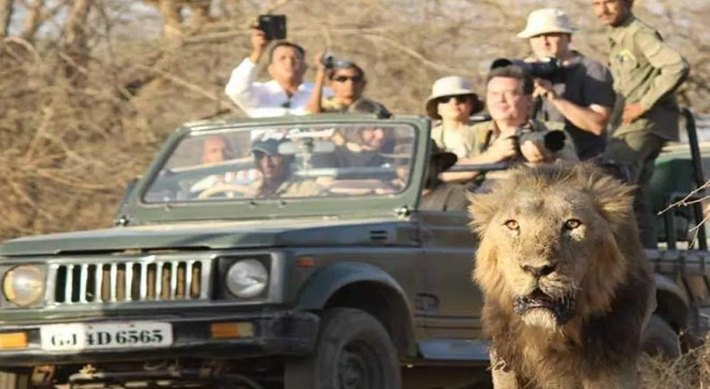 Gir National Park in Hindi: गिर नेशनल पार्क भारत के सबसे लोकप्रिय राष्ट्रीय उद्यानों में से एक है