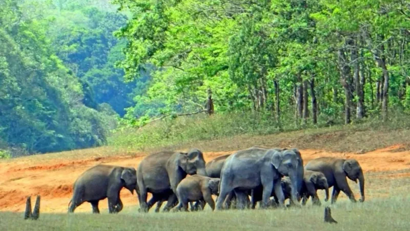 पेरियार राष्ट्रीय उद्यान (Periyar National Park): Things to Explore and Activities