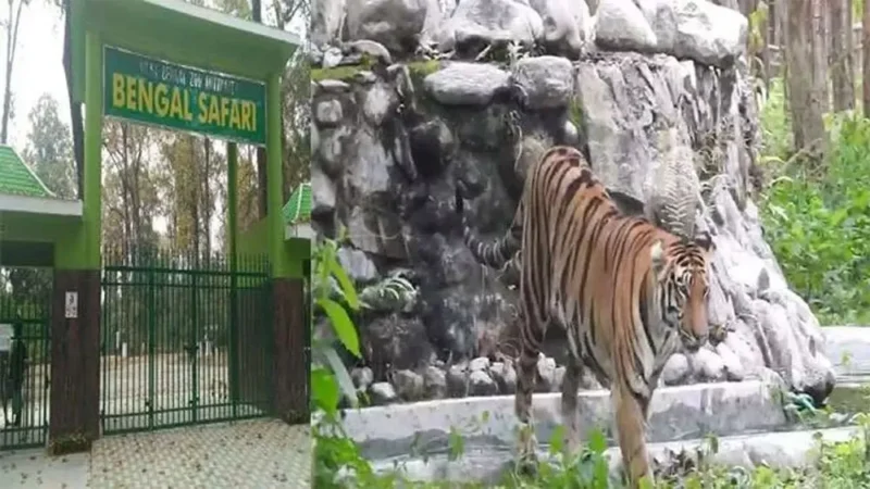 सिलीगुड़ी से बंगाल सफारी कैसे जाए (How to  Reach Bengal Safari from Siliguri in Hindi)