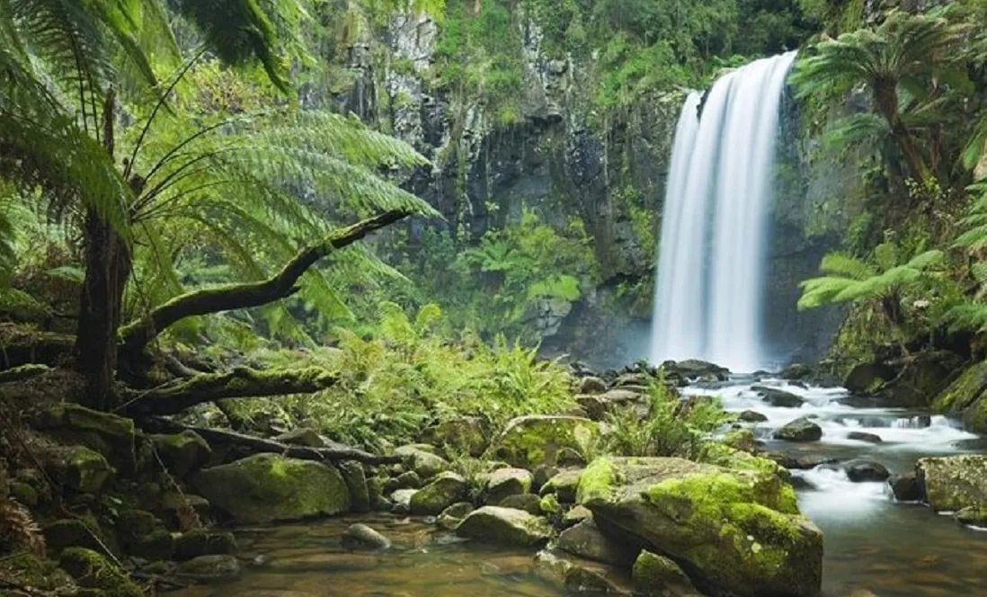 Great Otway National Park Campsite