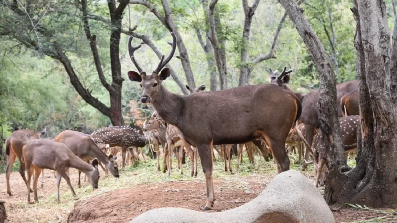 Animals in Bandhavgarh National Park