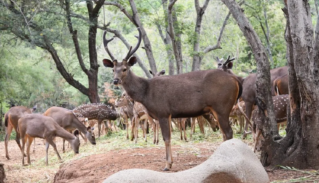 Animals in Bandhavgarh National Park