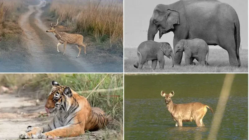 Animals in Jim Corbett National Park-जिम कॉर्बेट नेशनल पार्क में पाए जाने वाले जानवरो की जानकारी