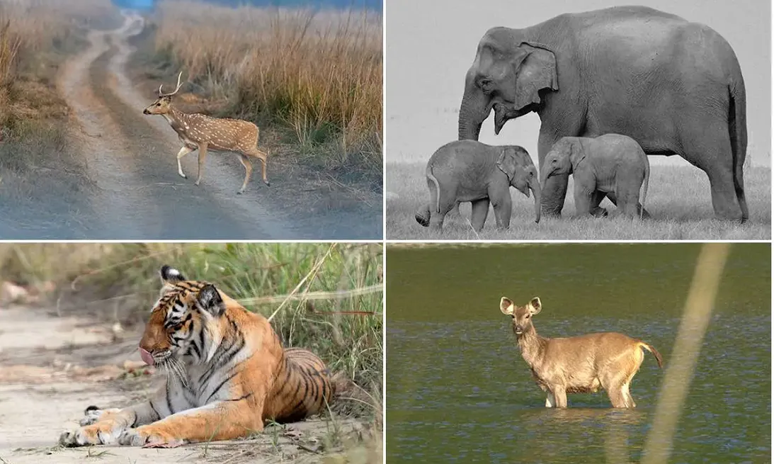 Animals in Jim Corbett National Park-जिम कॉर्बेट नेशनल पार्क में पाए जाने वाले जानवरो की जानकारी