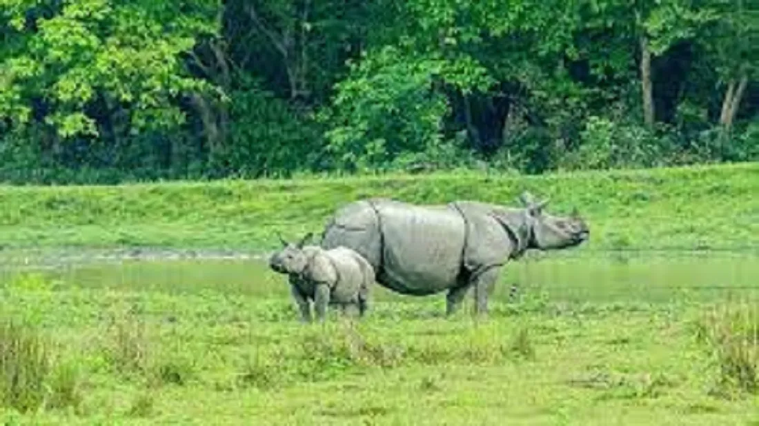 Animals in Kaziranga National Park