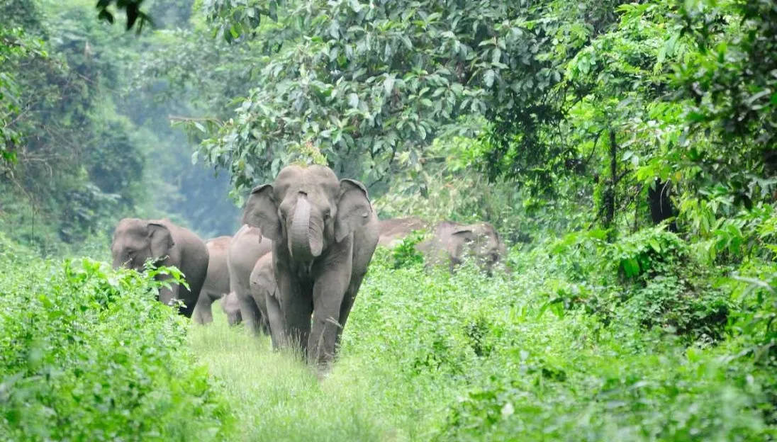 National Parks in Arunachal Pradesh-अरुणाचल प्रदेश में स्थित राष्ट्रीय उद्यान की जानकारी