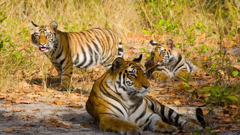 Bandhavgarh National Park Official Website