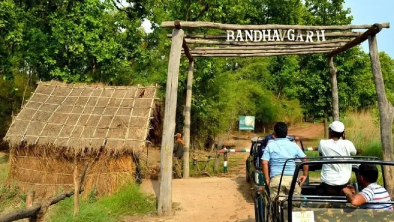 Bandhavgarh National Park Safari Booking