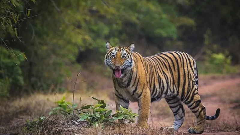 Bandhavgarh National Park Ticket Price