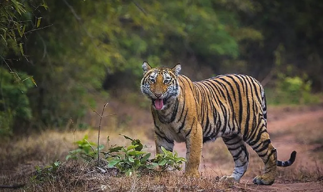 Bandhavgarh National Park Ticket Price