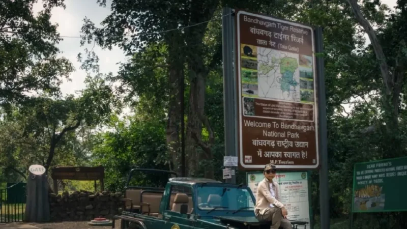 Bandhavgarh National Park Timings