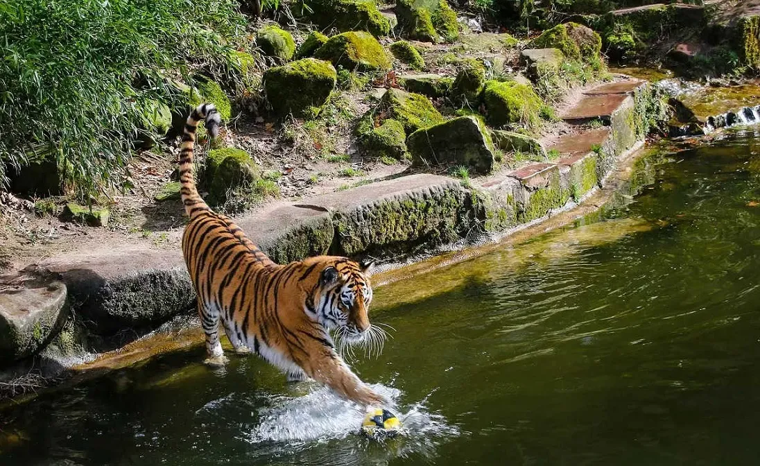 Bandhavgarh National Park in Hindi-बांधवगढ़ राष्ट्रीय उद्यान की संपूर्ण जानकारी