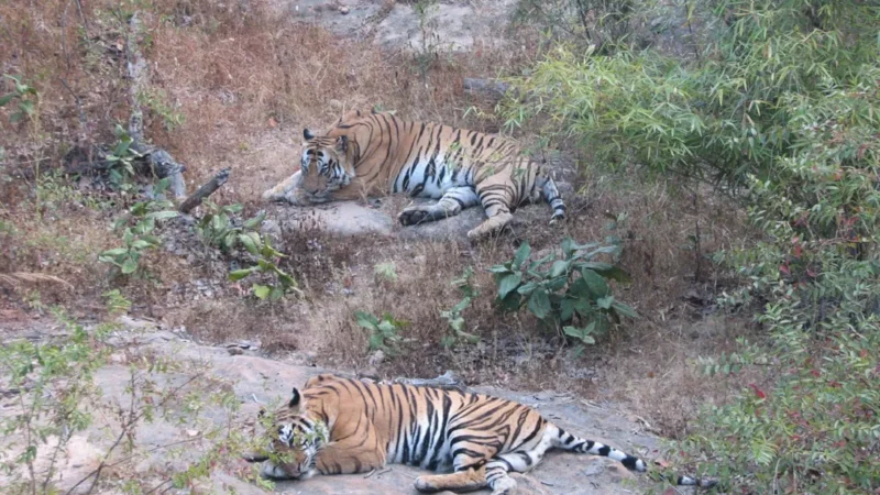 Bandhavgarh National Park Area