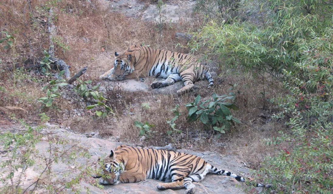 Bandhavgarh National Park Area