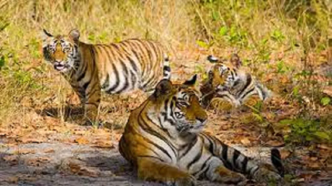 Bandhavgarh National Park Is Famous For Which Animal-