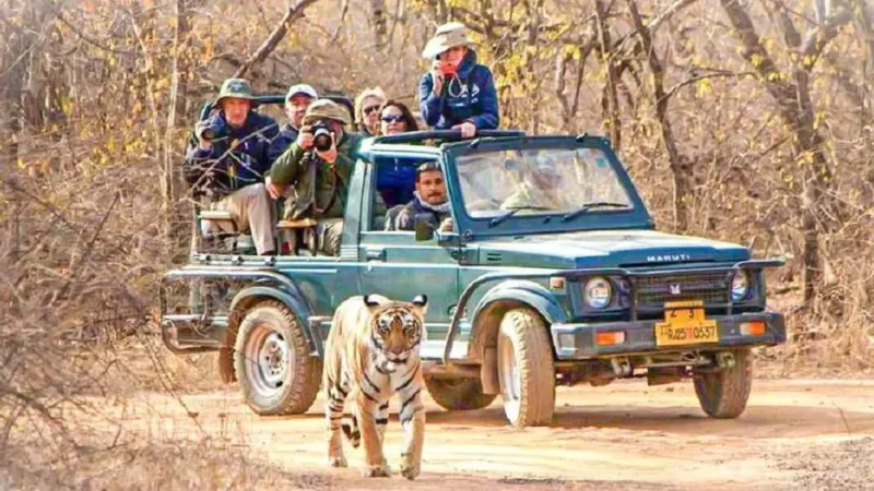 Bandhavgarh National Park Safari Packages