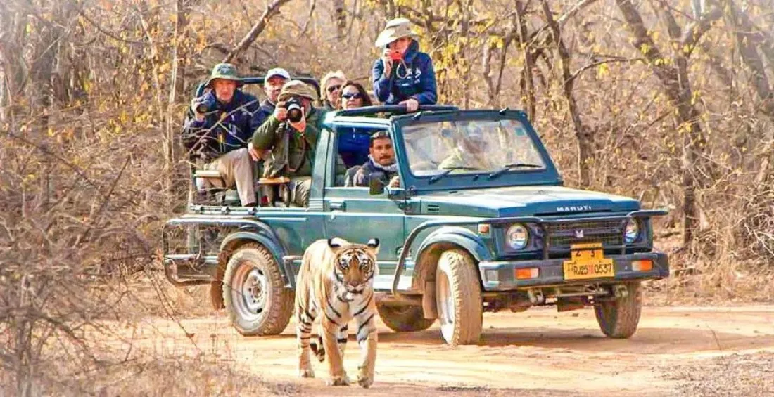 Bandhavgarh National Park Safari Packages