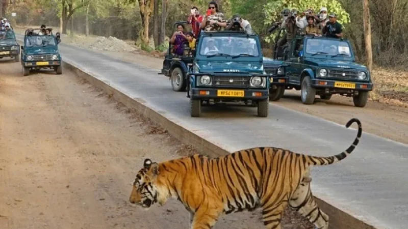 Bandhavgarh National Park Safari Timings