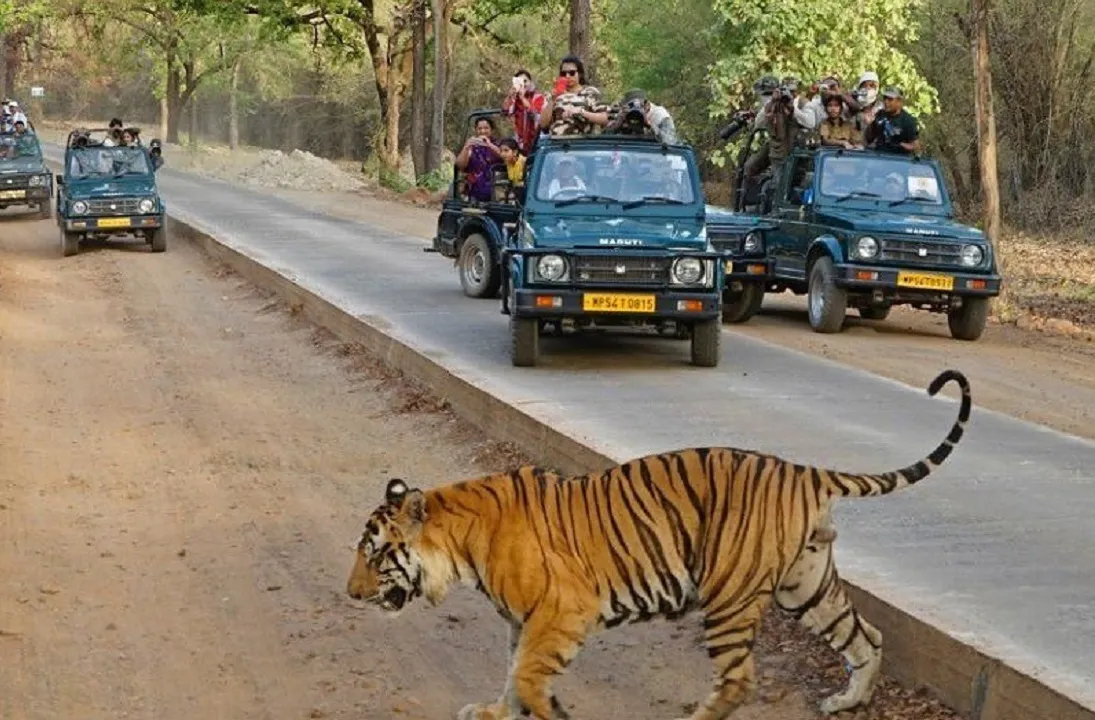 Bandhavgarh National Park Safari Timings