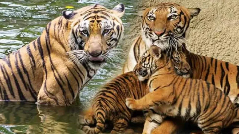 Best Tiger Reserves in India-भारत के अच्छे टाइगर रिज़र्व की जानकारी