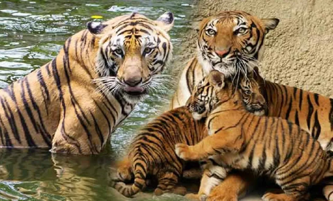 Best Tiger Reserves in India-भारत के अच्छे टाइगर रिज़र्व की जानकारी