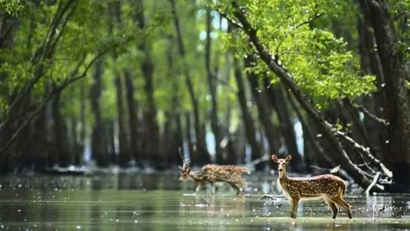 Best Time to Visit Sundarbans National Park: A Seasonal Guide