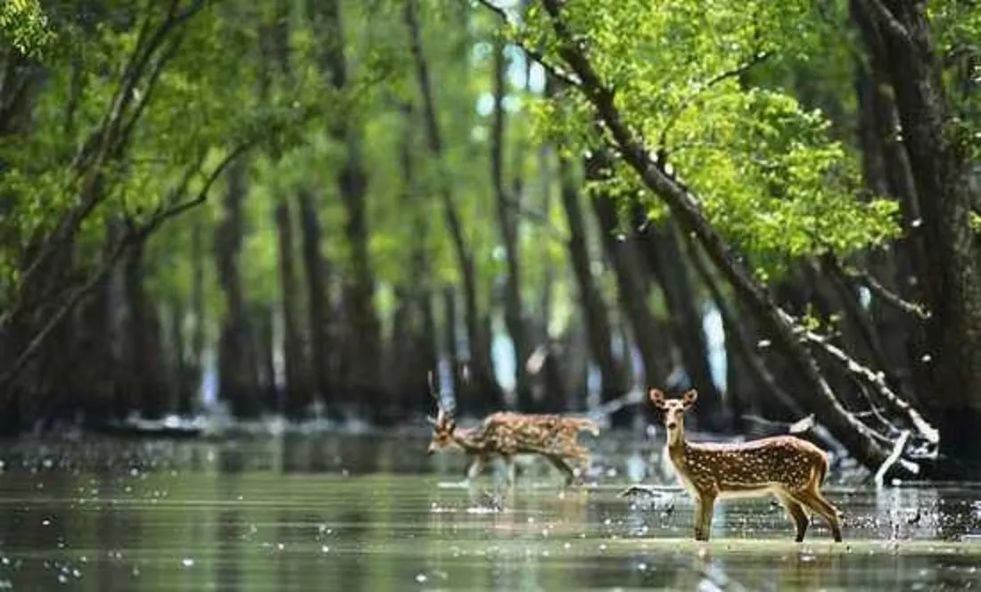 Best Time to Visit Sundarbans National Park: A Seasonal Guide